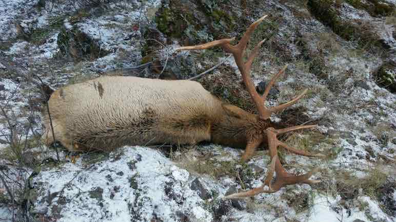elk-web